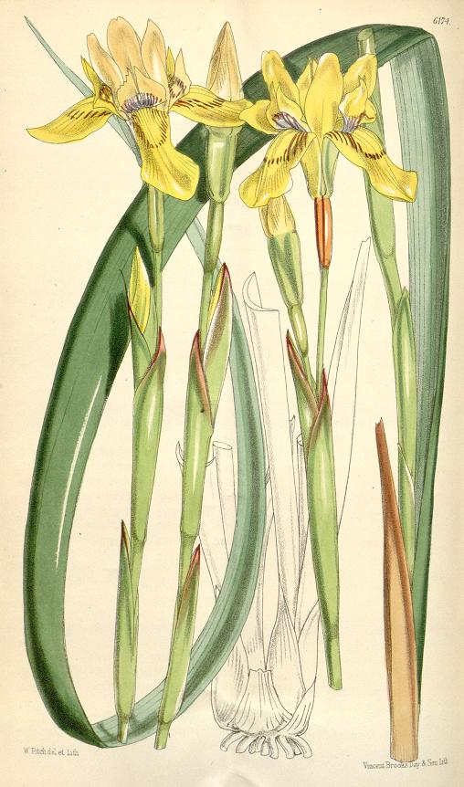 Image of Moraea huttonii